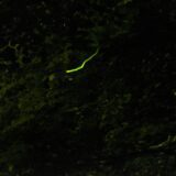 [ホタル][西鎌倉駅]鎌倉で蛍を見よう！！撮り方も解説！