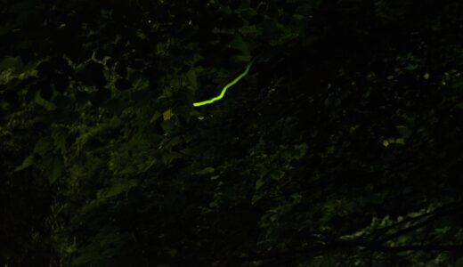 [ホタル][西鎌倉駅]鎌倉で蛍を見よう！！撮り方も解説！