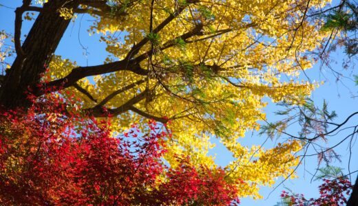 [紅葉]鎌倉ではここを撮ろう！鶴岡八幡宮で撮る紅葉と歴史！