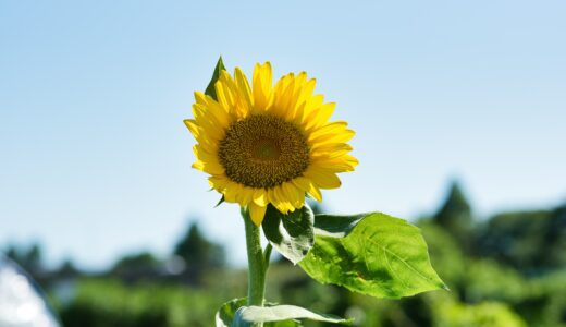 【ひまわり】【相武台下駅】日本の夏。座間ひまわり畑へ。