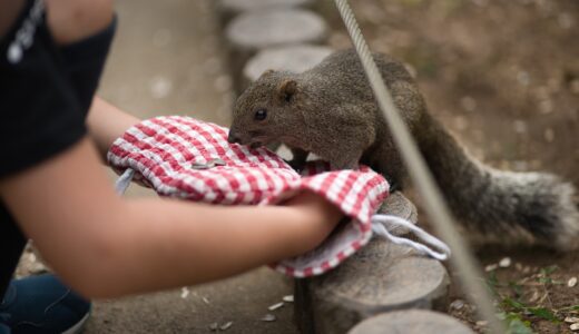 [町田駅]東京でリスに癒される！町田リス園は穴場スポット！