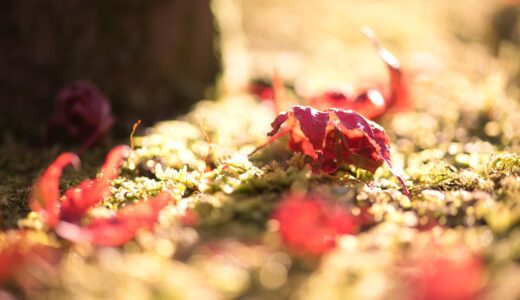[紅葉]赤と緑が織り成す写真スポット！箱根美術館庭園