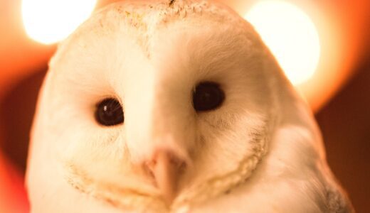 【三島スカイウォーク】【ふくろう】「ふくろっく」でフクロウたちに心解き放たれる旅