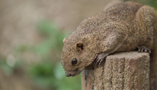 【町田リス園】東京でリスと触れ合える場所はここ！！癒やし写真の宝庫！