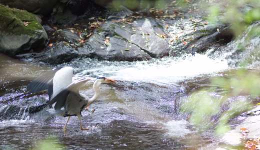春爛漫！湯河原・万葉公園から千歳川せせらぎ散歩～鳥たちの楽園と狸の恩返し伝説～