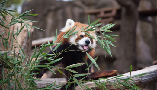 [横浜駅11分]横浜で無料なのに大充実！野毛山動物園の魅力に迫る！【写真たっぷり】