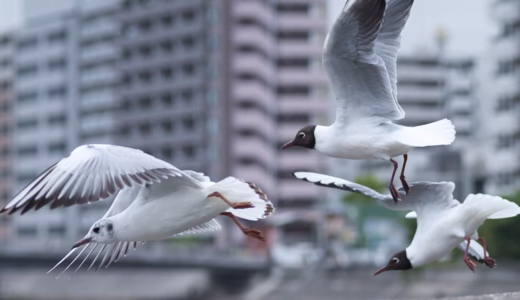 鶴見川でひたすら野鳥を撮る～鳩とユリカモメと時々ムクドリ～