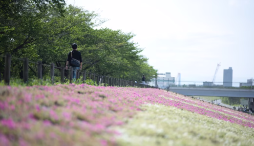 [荒川]荒川河川敷に広がるピンクの絨毯！芝桜の魅力
