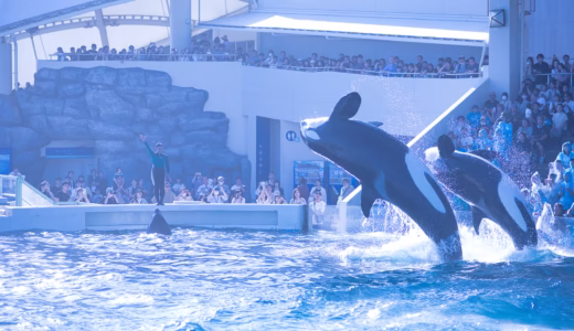 [シャチでスプラッシュ]夏こそおすすめの水族館「鴨川シーワールド」