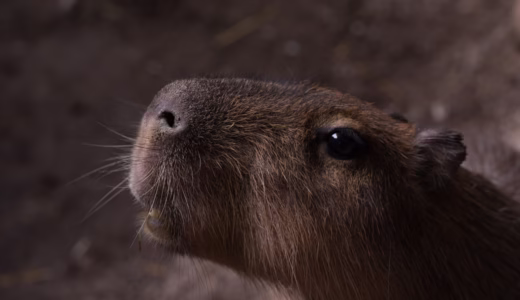 カワスイ】駅直結の「世界の水辺」へ。カピバラに触れる！